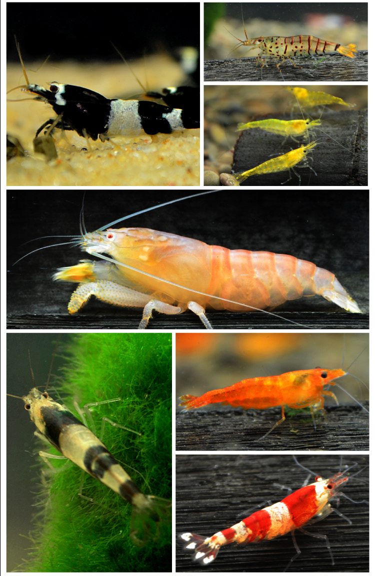 观赏虾黑壳虾极火虾樱花虾琉璃虾大河藻虾水晶虾活体宠物虾除藻虾 极