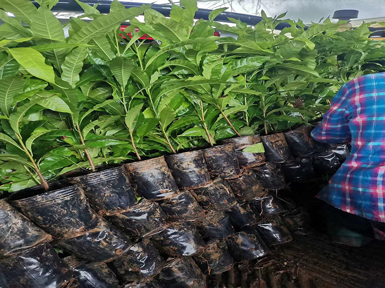 蝶遇 黄晶果苗冬蜜久蜜嫁接苗黄金果加蜜蛋黄果四季挂果盆栽美容地栽