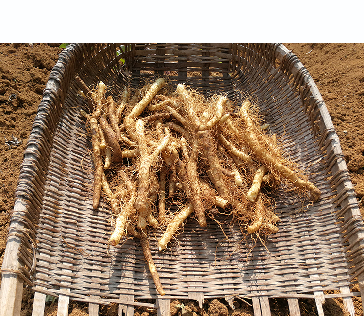 農家新鮮玉竹深山現挖玉竹條搭配麥冬泡茶煲湯500g廣東滋補煲湯料