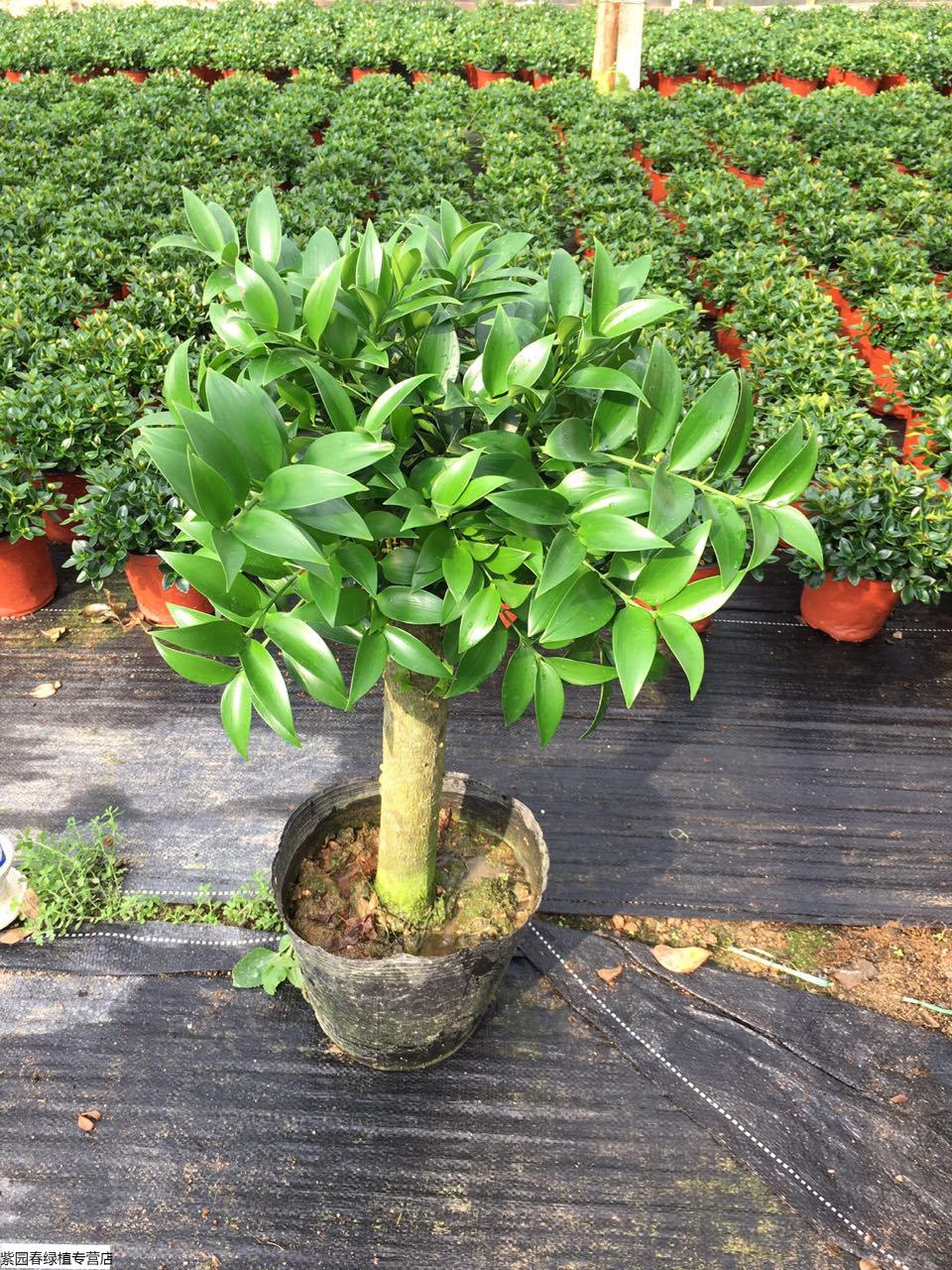 园艺盆栽竹柏树苗圆叶嫁接竹柏盆景竹柏大树苗四季常青绿植多棵圆叶