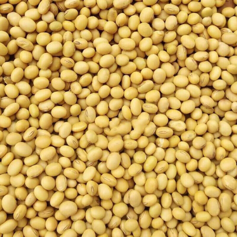 5斤装新黄豆贵州农家自种农村散装黄豆 乡下干货土黄豆