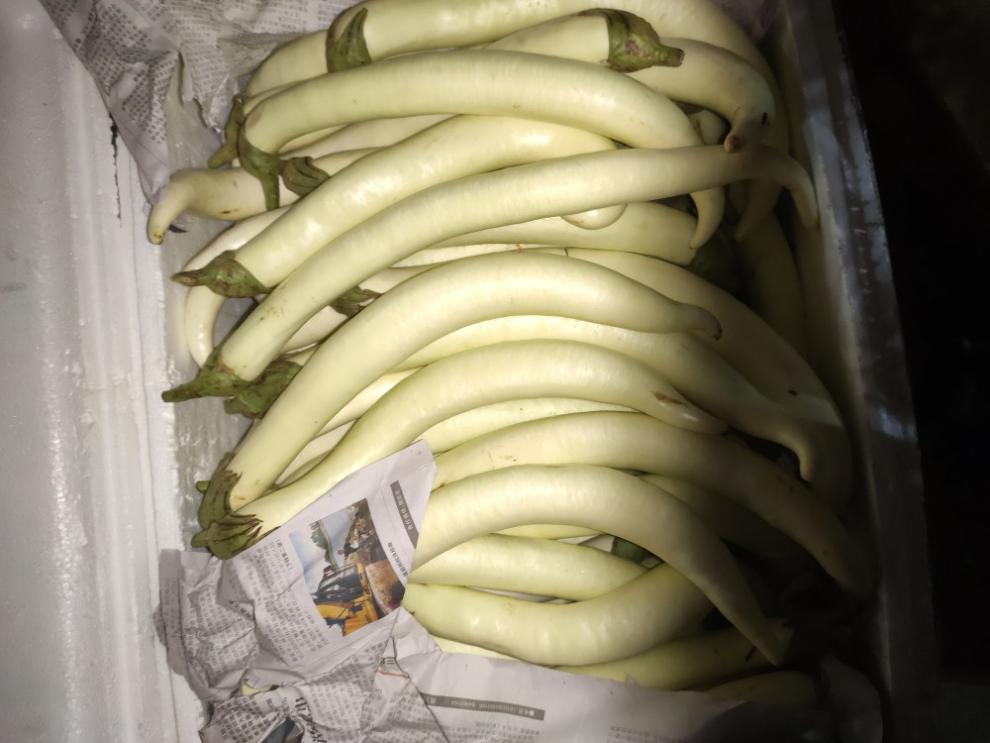 正宗潮州 10斤装 白茄子新鲜现摘农家自种露天种植潮汕特产当季蔬菜
