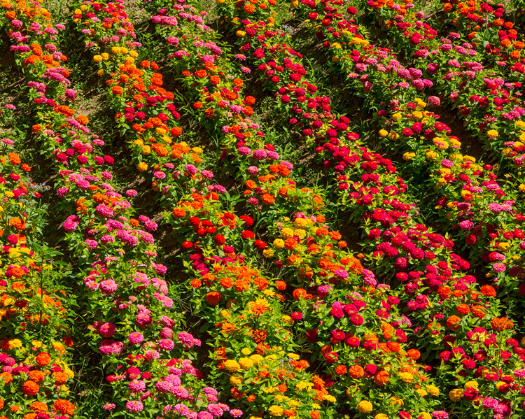 四季易种百日草花种子波斯菊道路庭院百日菊室外阳台花籽开花不断
