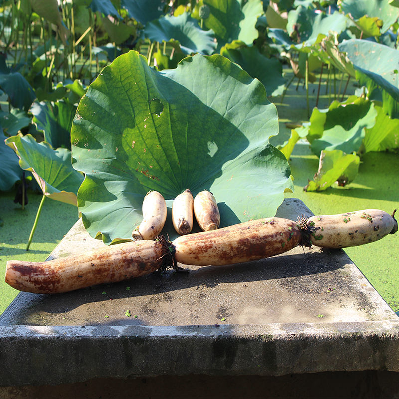 顺丰新鲜莲藕洪湖特产泥巴藕脆嫩甜现挖农家脆藕新花藕3斤新鲜莲藕