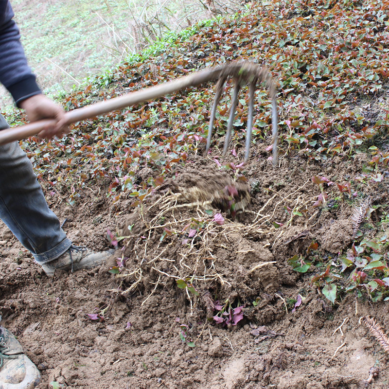 现挖现发鱼腥草新鲜折耳根贵州特产农家鱼星草凉拌菜种野生2斤装
