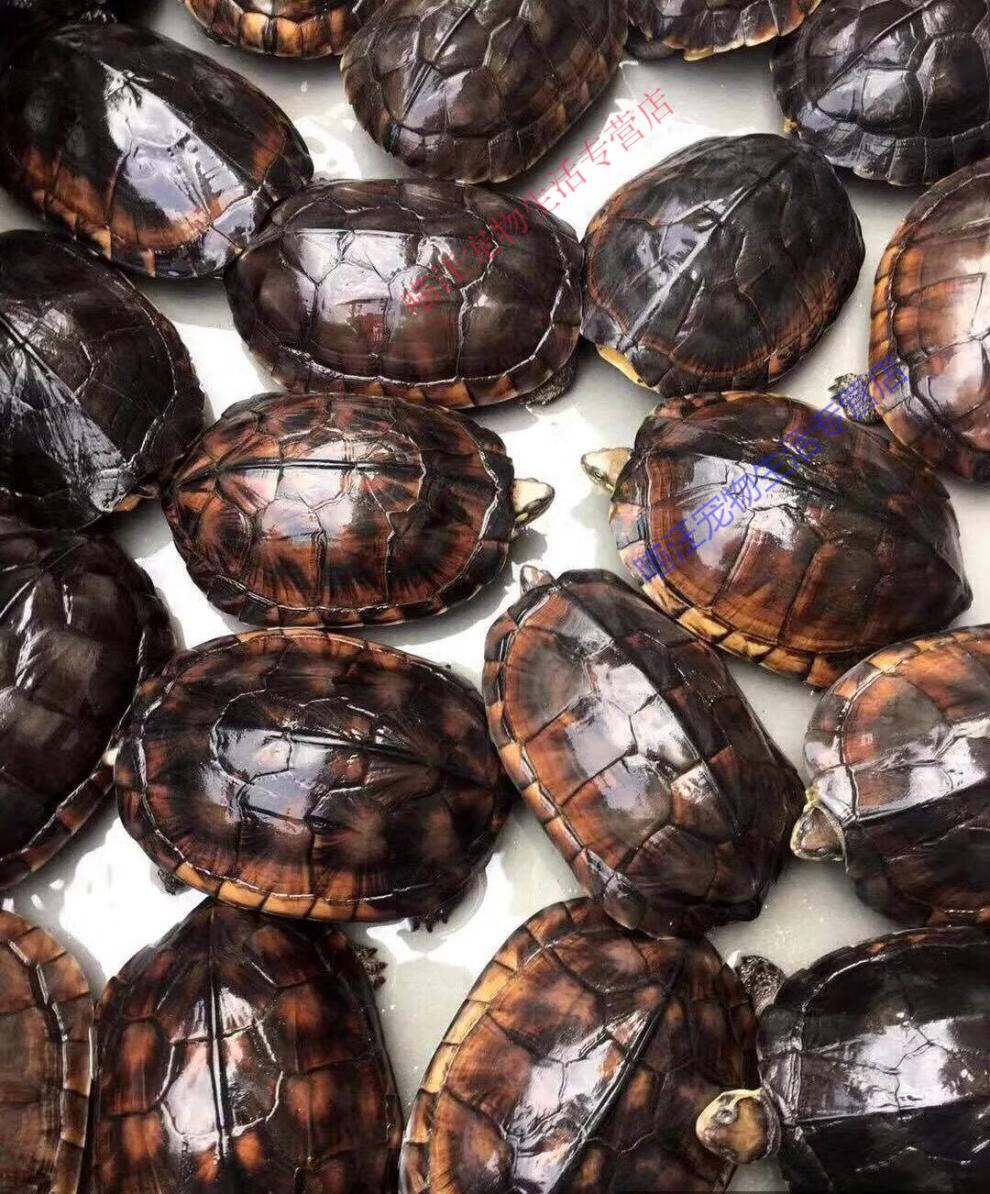 瑾伦纯种石南石龟正宗活体宠物观赏乌龟金龟苗龟饲料龟粮 单公 1-1.