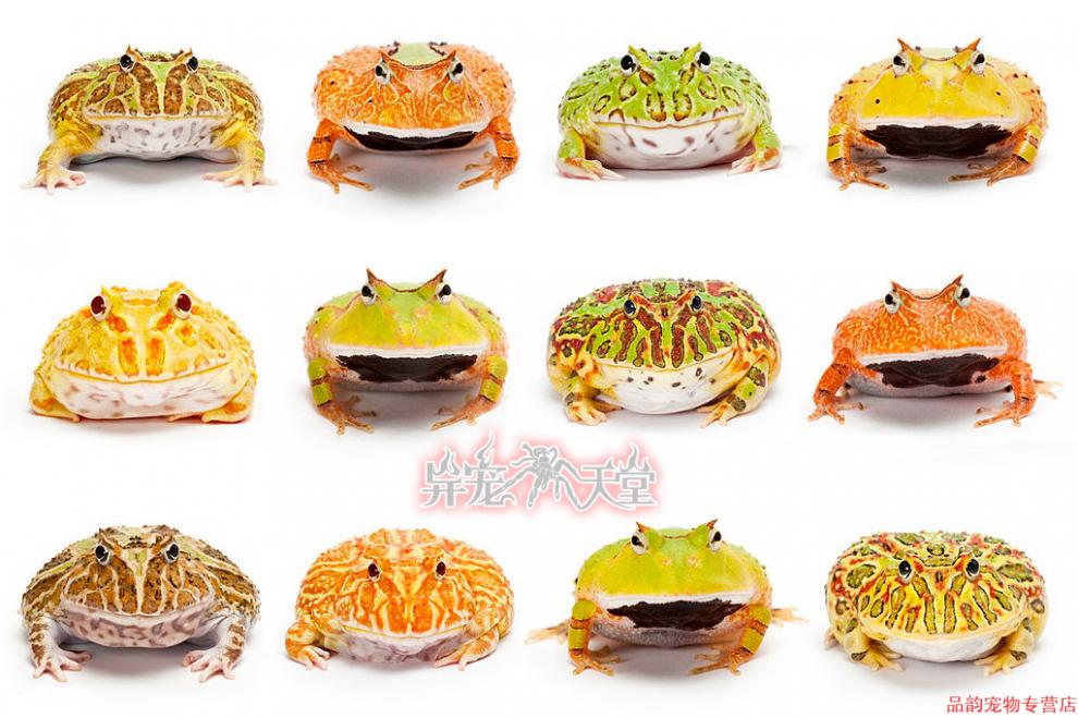 活体宠物角蛙绿角蛙黄金角蛙皮卡丘宇治蝴蝶钟角霸王变异巴西小丑绿