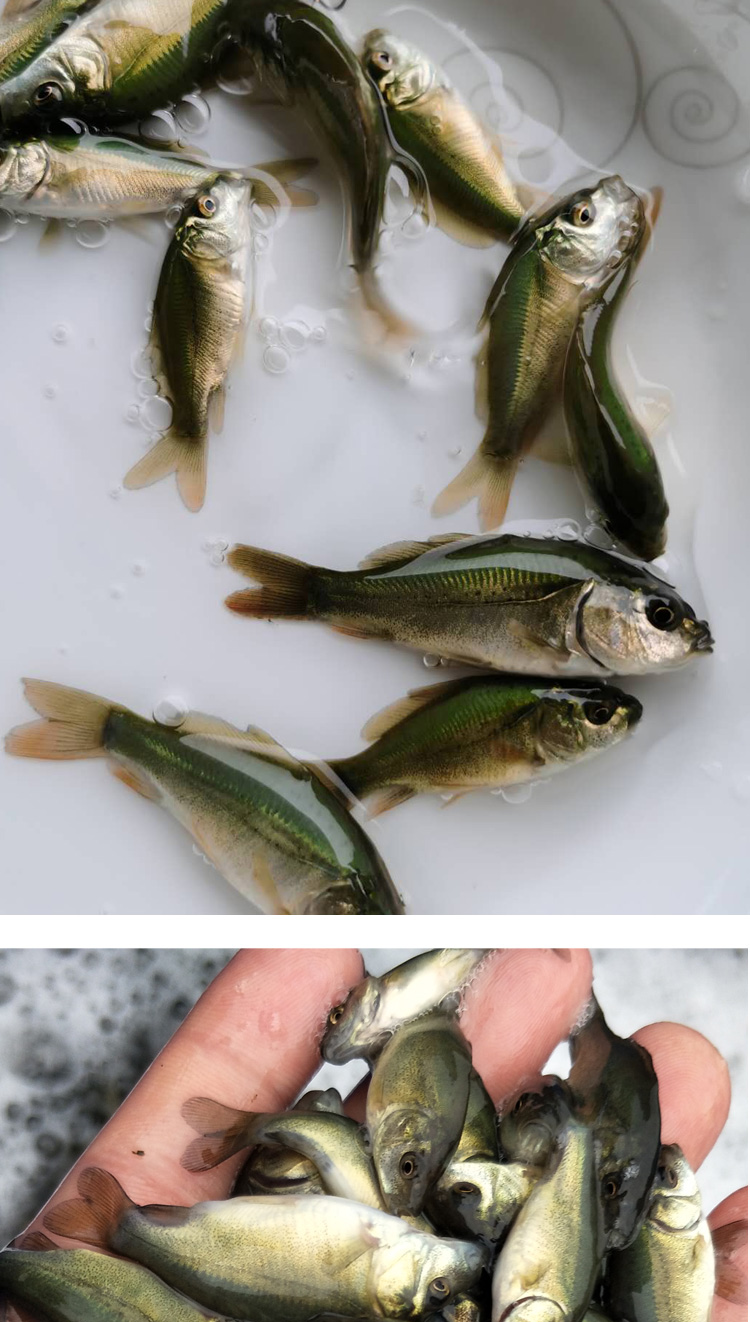 秋颖裸鲤鱼苗裸斑鱼无甲鲤鱼活体鱼苗淡水养殖食用鱼好养耐活鱼小鱼苗