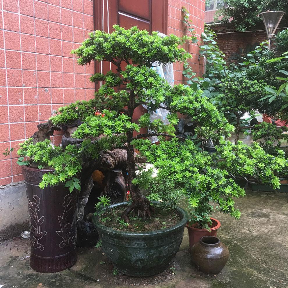 罗汉松树苗米叶中叶珍珠雀舌室内外盆栽花卉绿植四季常青 米叶1米高2