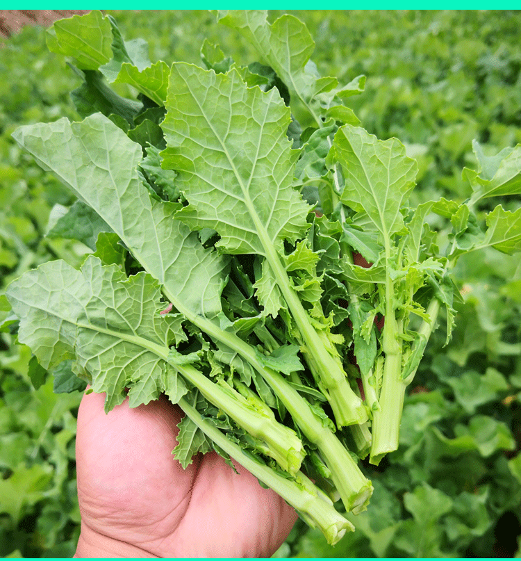 四川油菜苔新鲜小油菜新鲜蔬菜油菜苗绿色蔬菜青菜苔薹5斤3斤 1500g【