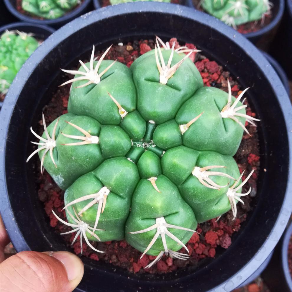 实生海王仙人球 开花仙人球 可以开红花海王 开白色花海王 品种球 实