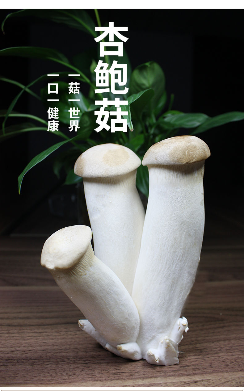杏鲍菇现摘新鲜鸡腿菇火锅料理蘑菇蔬菜菌菇采摘直发5斤精品装店铺
