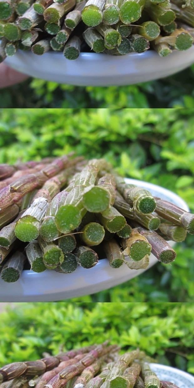 四年露天霍山铁皮石斛鲜条500克250克10克云南鲜新石斛干条枫斗特级