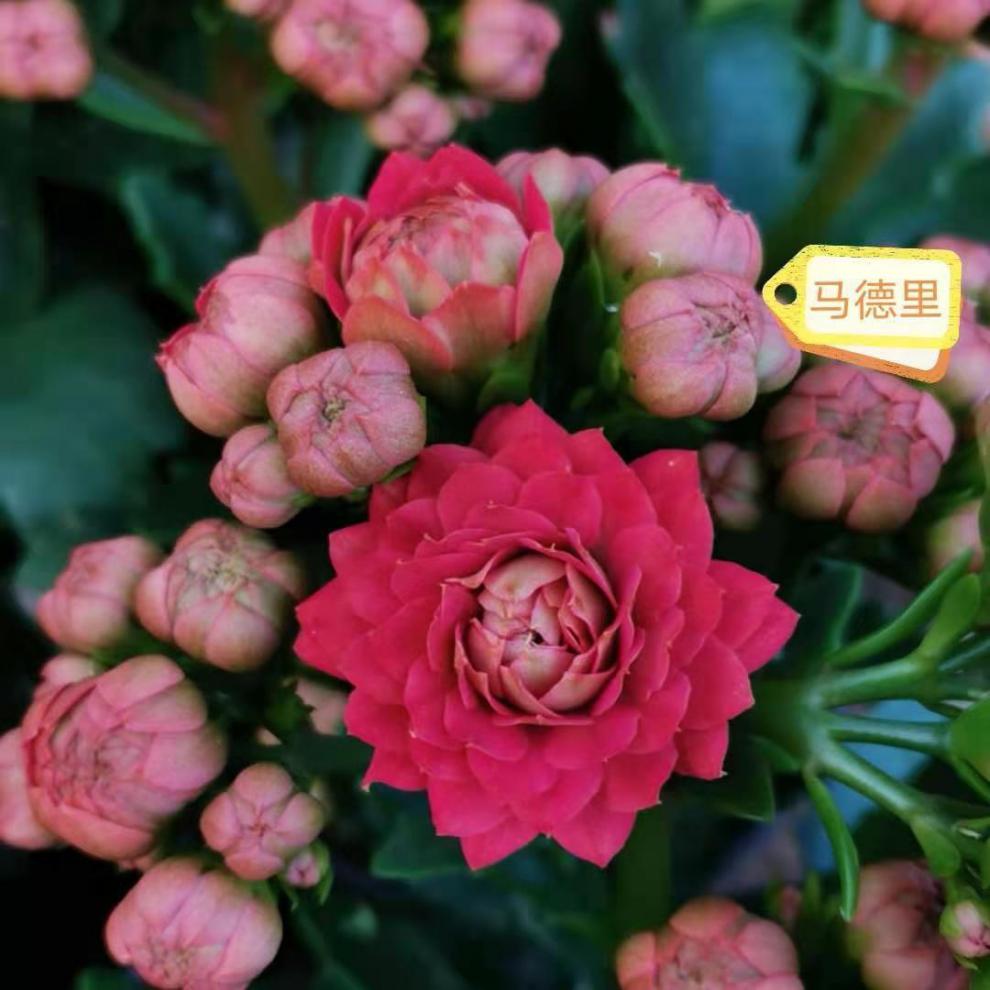 元井长寿花长寿花金狐狸盆栽重瓣新品客厅室内花卉凯特斯带盆栽好