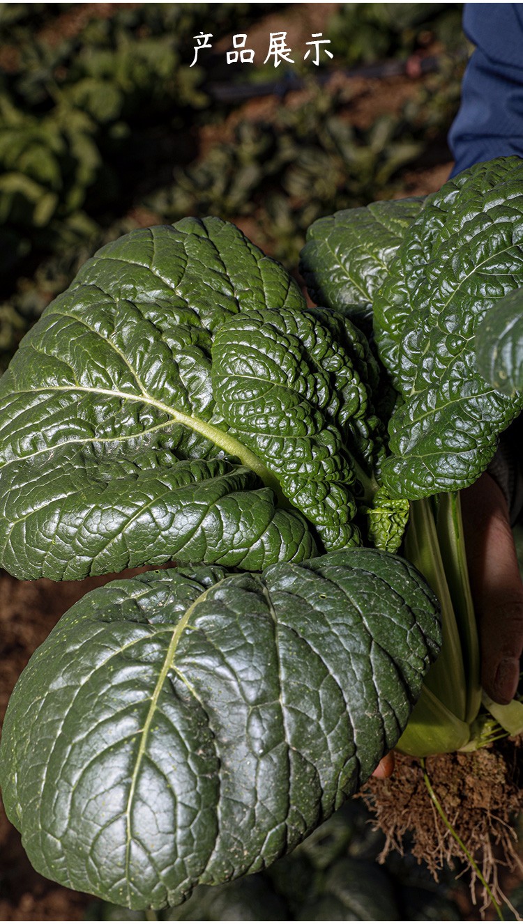北蔬 油菜种子早熟高产耐寒菜籽黑油白菜蔬菜 皱叶黑油冬种子 15g装