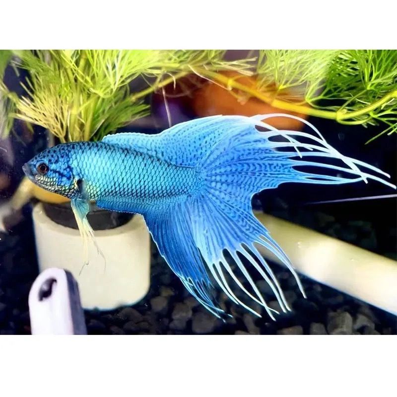中国斗鱼改良无纹蓝免打氧耐活爆针斗鱼观赏鱼好养耐活小鱼苗 3cm-4cm