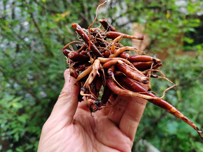新晒贵州红禾麻根 红活麻红火麻小红麻蟹子草500g【图片 价格 品牌