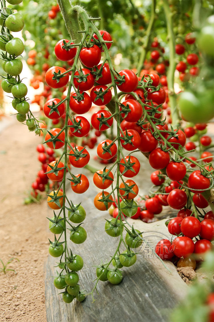 瀑布番茄种子四季圣女果春季小西红柿苗千禧籽季农家盆栽蔬菜种孑