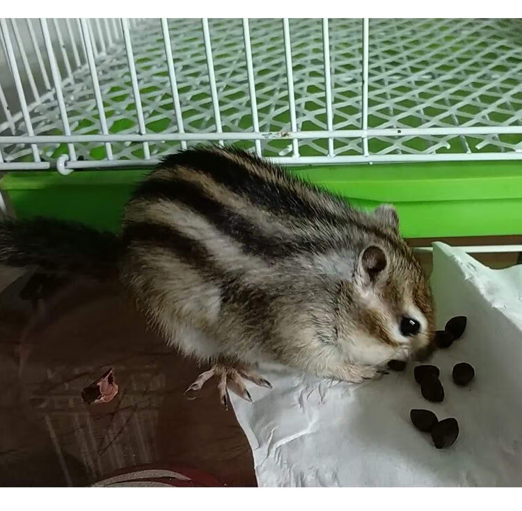 【京选推荐】金花松鼠幼崽活体奶鼠养殖厂直发松鼠活物小宠粮食 金花