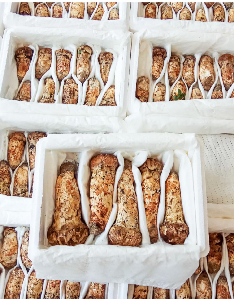 顺丰空运当天发 12厘米新鲜野生长白山松茸东北延边延吉发货500g/1000