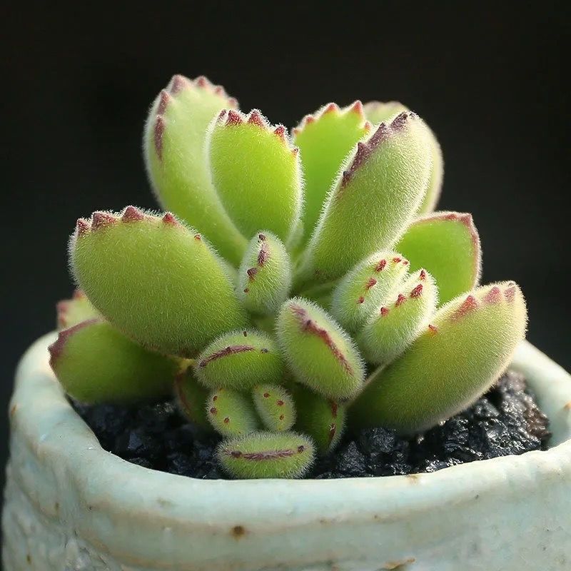 规格:群生品种:熊童子货号:ycswqeyy商品毛重:1.