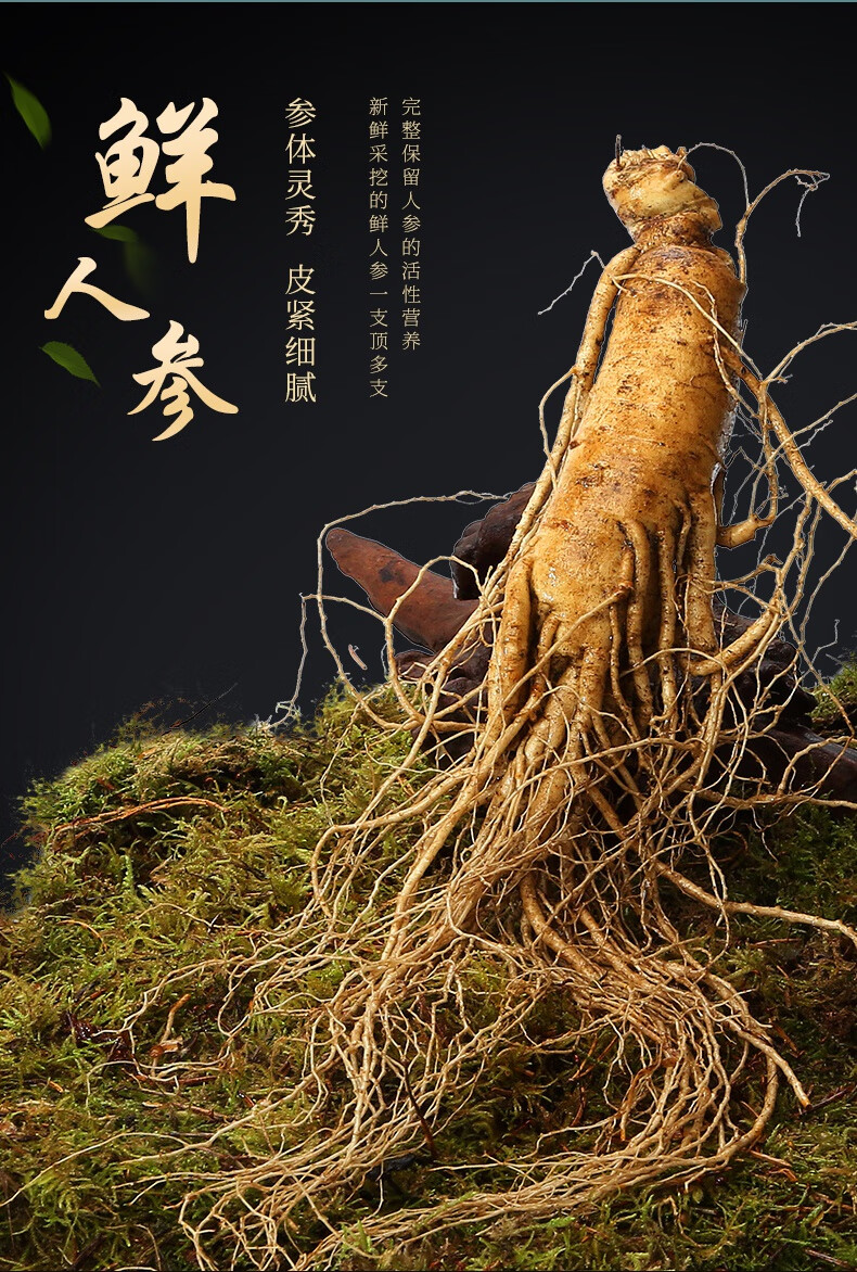 人参伟博鲜人参长白山人参野山参礼盒东北正宗新鲜林下参泡酒大颗煲汤