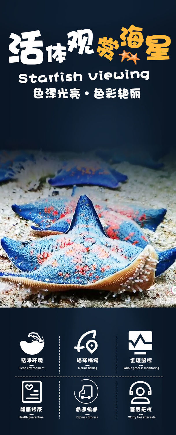 宠以沫chongyimo海星活宠物活体野生海水鱼缸迷你海洋生物观赏动物活