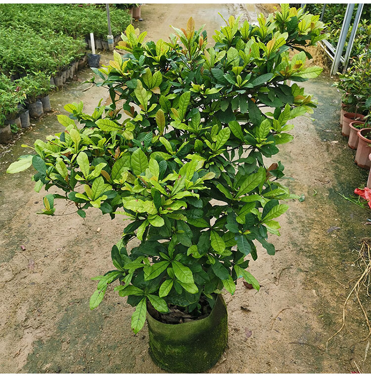 神秘果苗果树四季南方带花带果神奇果树变味果南方当年结果盆栽苗神秘