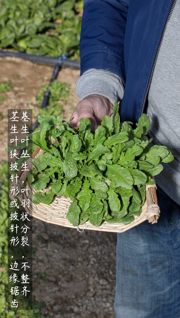 寿禾大叶荠荠菜种子新鲜野生菜籽大叶荠荠菜种子50g简装