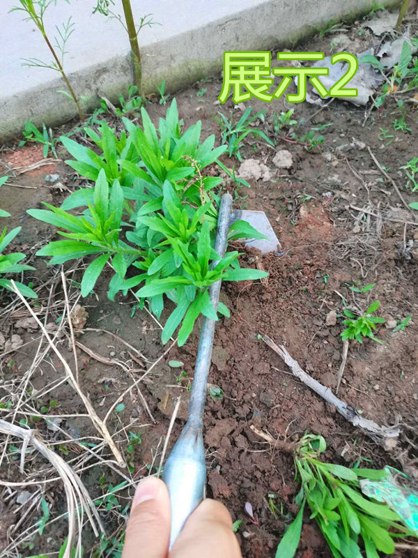 锄头铲草除草小锄头锰钢户外除草花园菜园空心实心手握锄锐衡小方锄