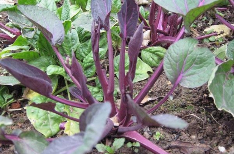 紅菜薹種子盆栽菜心種子耐寒易播種早熟品種紅菜薹100克裝