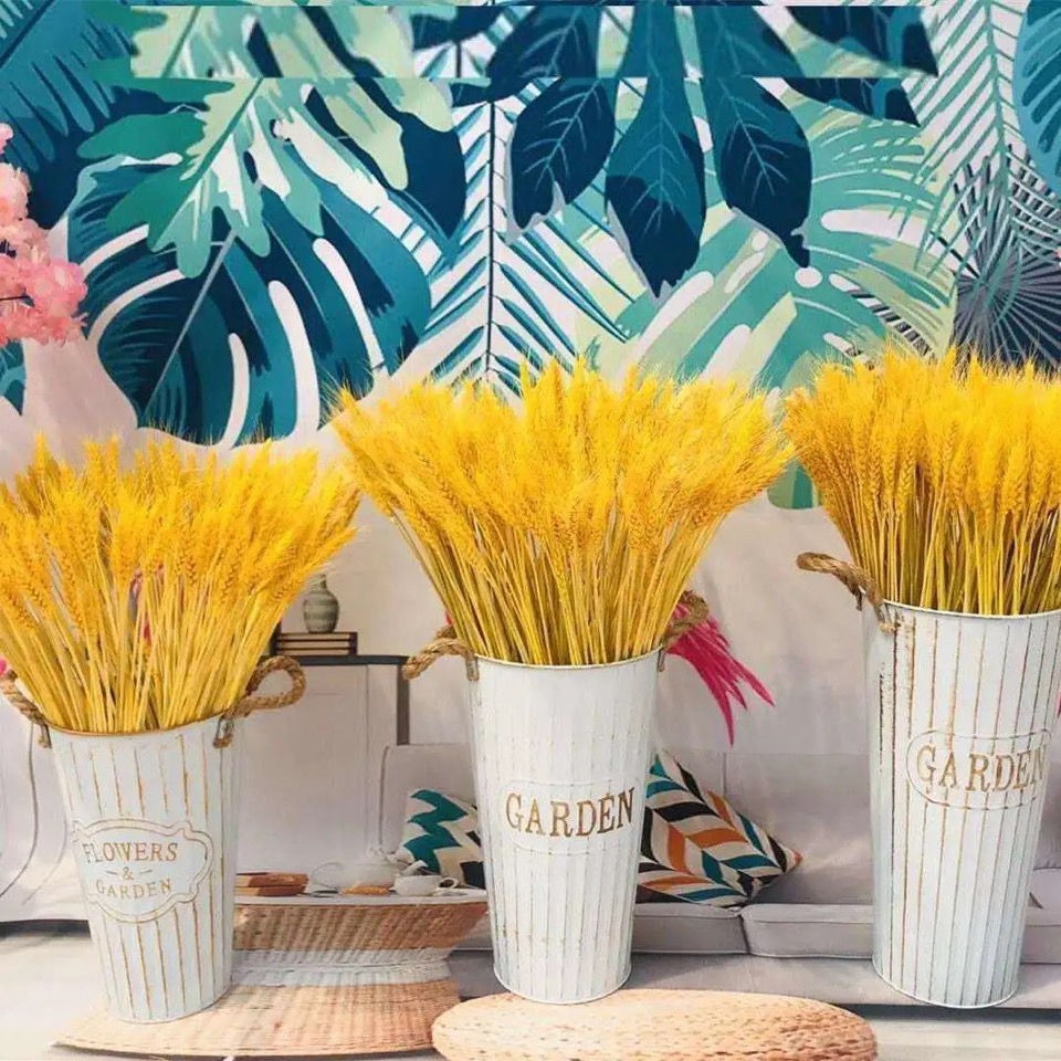 商品名称:麦穗/麦子/大麦干花 产品特点 1,送麦穗基本都是大麦取其