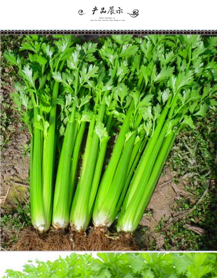 芹菜种子法国皇后西芹种籽实心无筋蔬菜籽四季高产抗病口感好法国皇后
