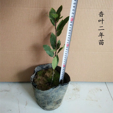 香叶树苗可食用调料树地中海月桂树庭院阳台花卉植物南方北方种植
