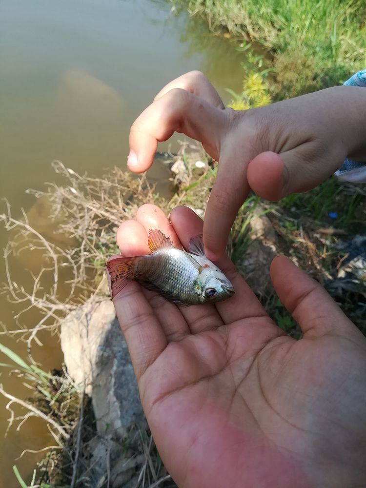 鱼竿钓小金鱼鱼竿广场摆摊小鱼活鱼螃蟹小龙虾竿小孩鱼竿套装80厘米
