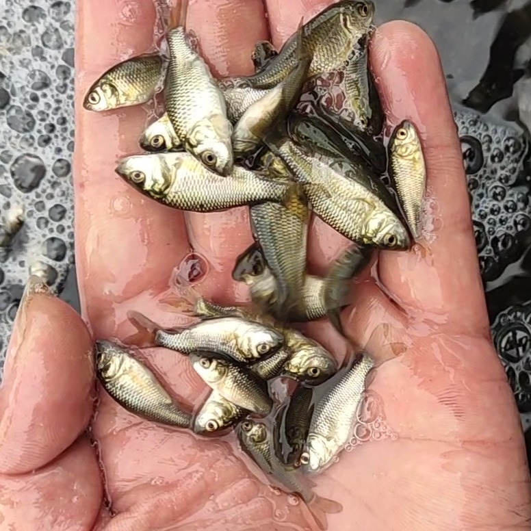 鯉魚苗大全草魚皖魚花白鰱魚裸鯉魚螺絲青魚活體本地淡水養殖食用