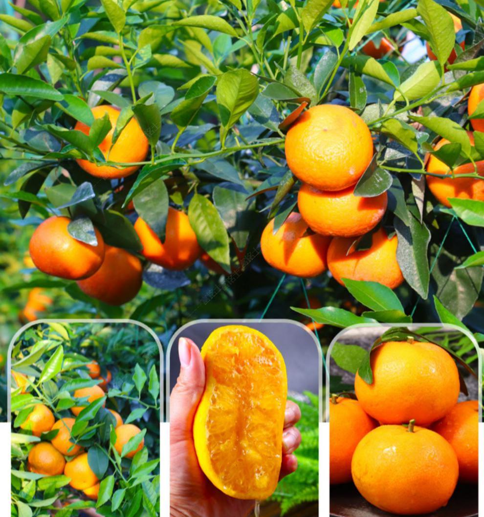 广西武鸣沃柑水果新鲜当季整5斤10斤大果生鲜水果5斤