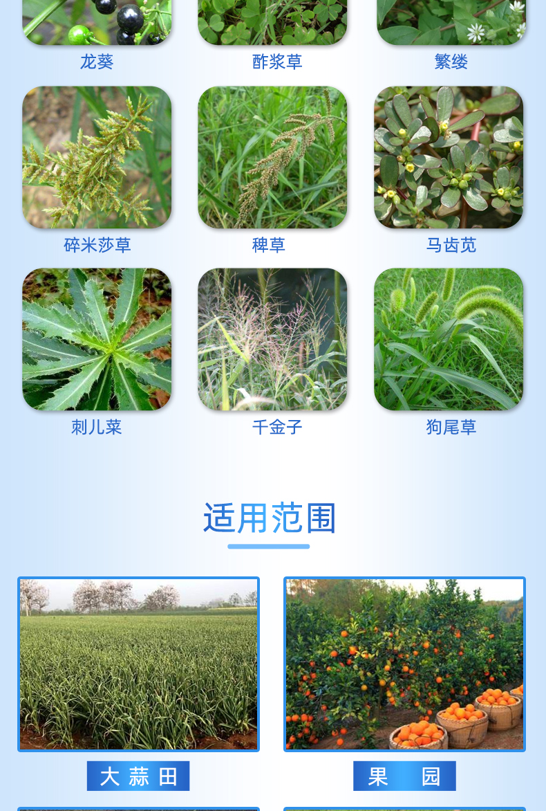 乙氧氟草醚药害图片图片