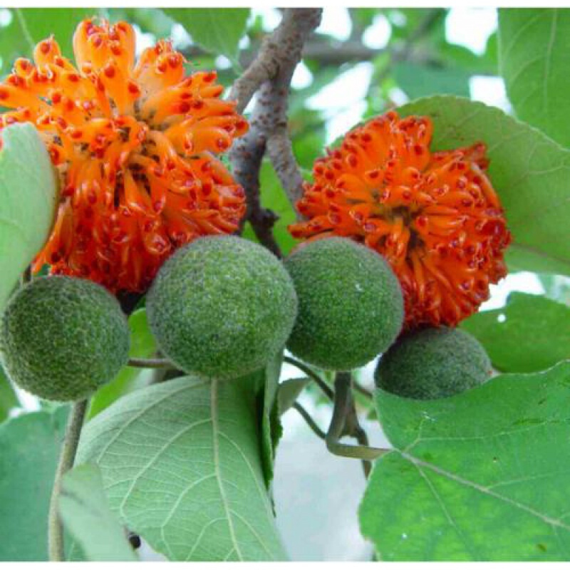 伟博褚实子和威灵仙楮实子中草材中野生诸实子共15副共500克【图片