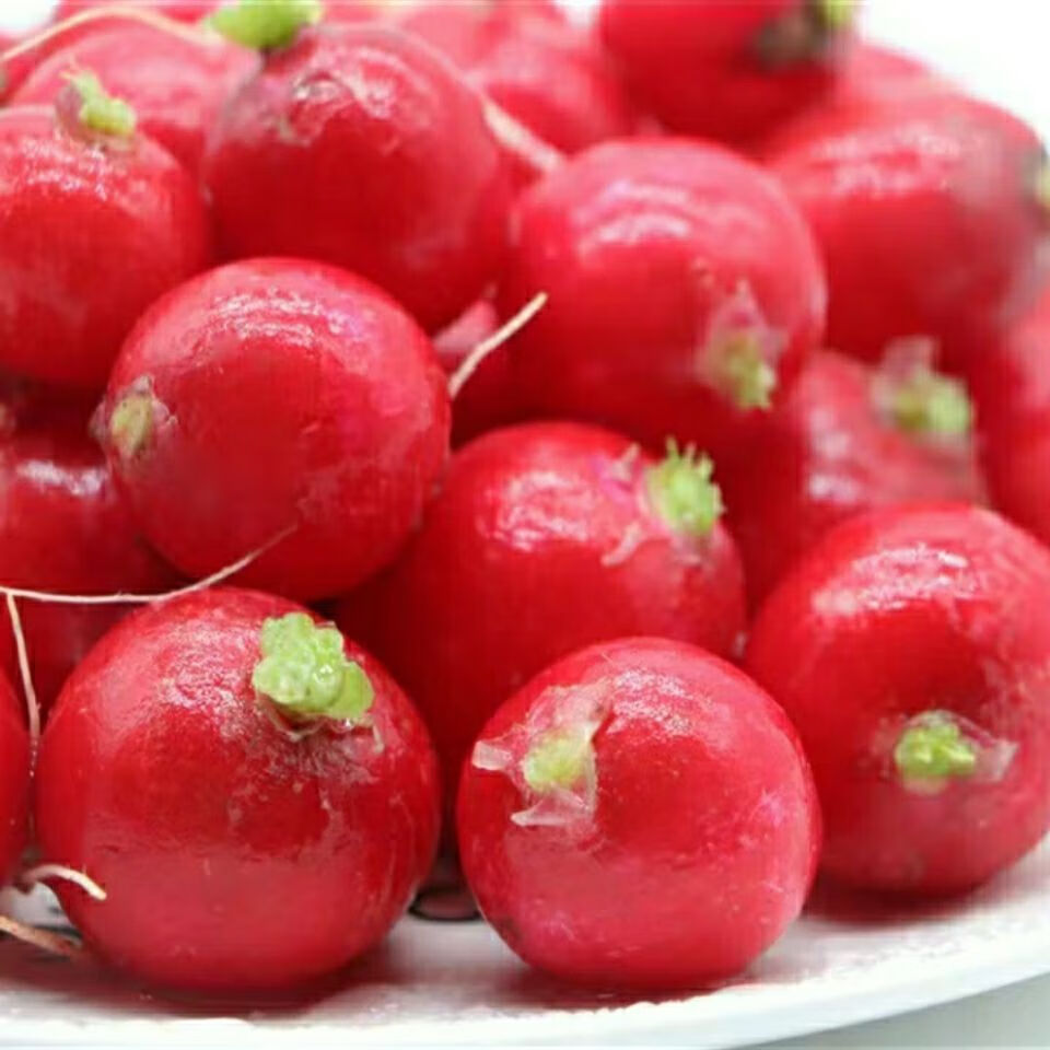 东北新鲜樱桃萝卜红皮迷你小水萝卜小红圆萝卜生吃脆甜蘸酱菜三斤