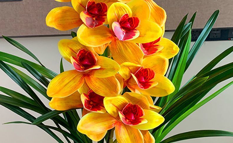 超香兰花荣华富贵大花苞室内盆栽花卉绿植兰草植物兰花苗彩霞3苗连体