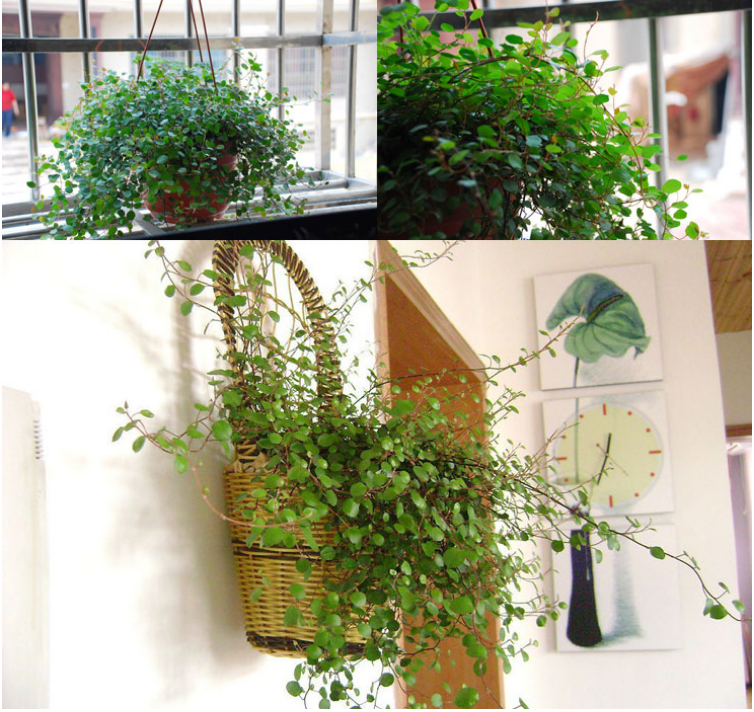 千叶吊兰 婚纱吊兰千叶草办公桌面室内盆栽花卉植物 千叶吊兰1盆 不含