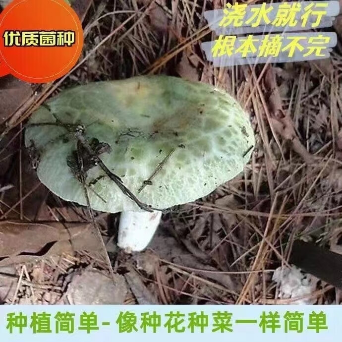 74a65c343d23d77b.jpg