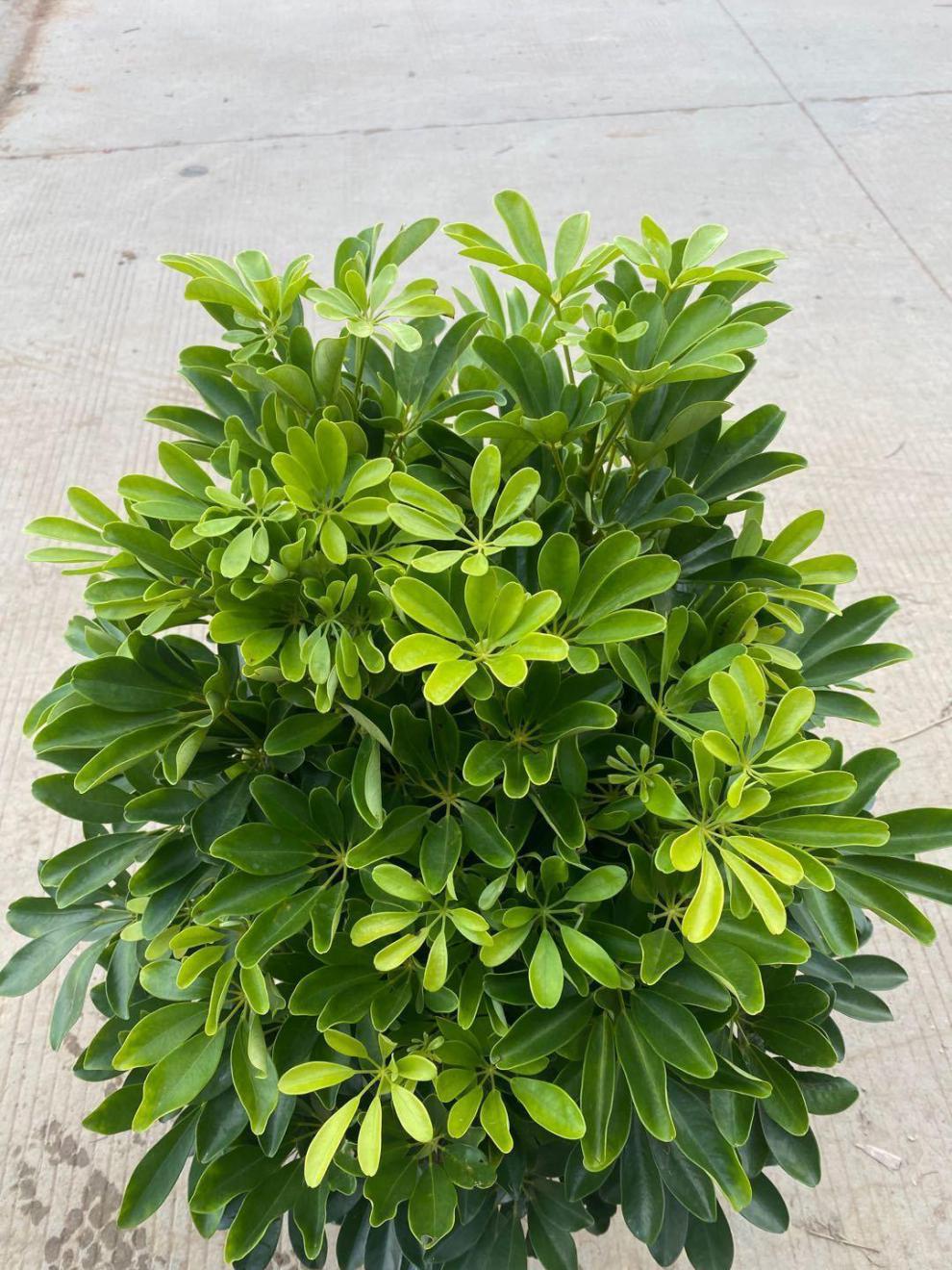 【送货上门】鸭脚木大盆栽鹅掌柴办公室客厅室内外绿植除甲醛清新 高