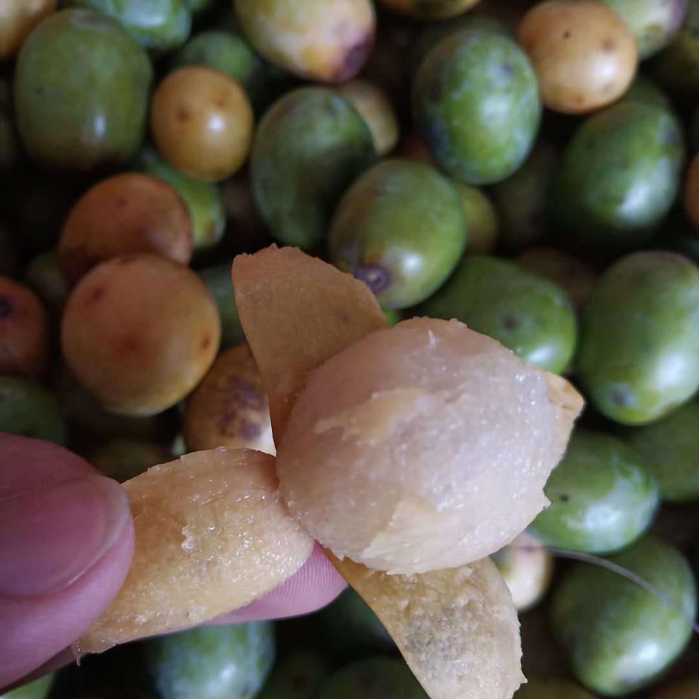 酸枣新鲜水果现摘孕妇五眼果鼻涕果山枣2斤