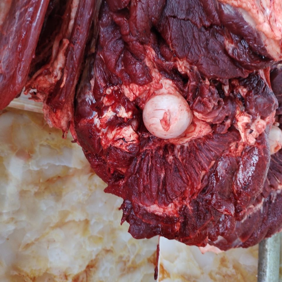 富铭士骆驼肉新鲜家畜散养去骨骆驼肉鲜肉绿色健康酒店食材3斤