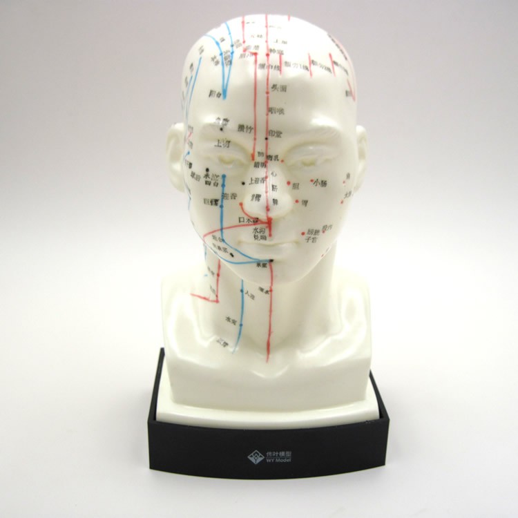 头部穴位模型中医用人体经络图教学1:1头穴头模针灸腧穴模具假头 47cm