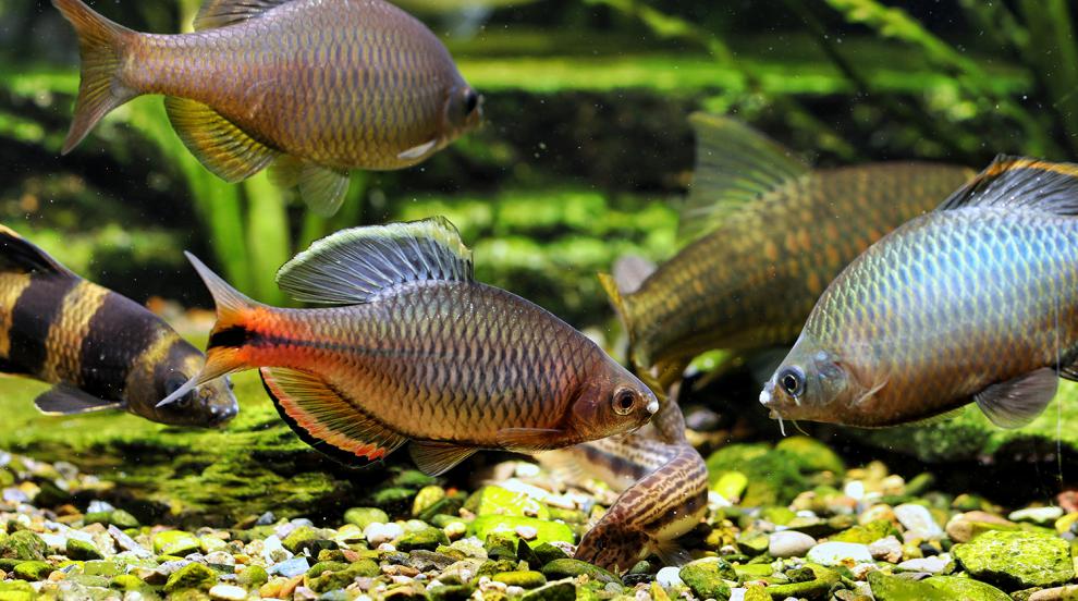 cmcm广东齐氏鱊鲤科鱼冷水原生鱼稀有彩石高体火山鳑鲏观赏鱼好养耐活