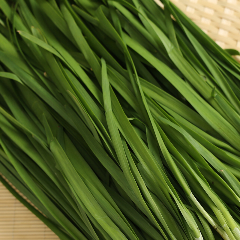 东北新鲜韭菜头茬头刀蔬菜农家露天三鲜馅包饺子现摘割鲜嫩净重3斤现