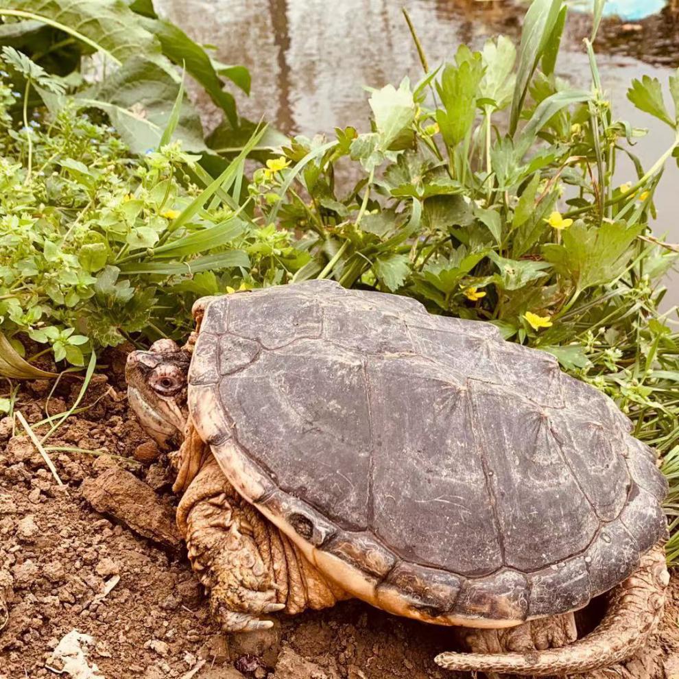 大小鳄龟乌龟浩驰2只合计18斤